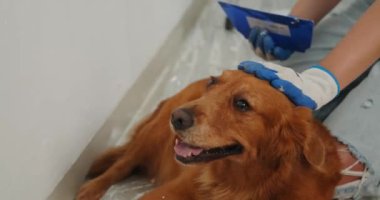 Yeni bir evde tamirat yapan sahibinin yanında yerde yatan bir Golden Retriever köpeğinin portresi. Eldivenli genç kadınlar köpeği okşuyor ve tamir aletleri de yakınlarda..