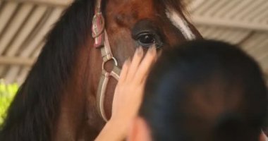 Göz damlası tutan bir kadının elini yakınlardaki açık bir ahırda duran bir atın gözüne sokmaya çalışırken. Bir veteriner tarafından hayvanlara ilaç ve tedavi. Bir ata bakmak..