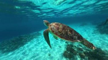 Su altından hava solumak için yüzeye çıkan bir deniz kaplumbağasının yakın görüntüsü. Tropik adaların açıklarında kaplumbağalarla şnorkelle yüzüyorlar. Çevreyi ve deniz yaşamını korumak.