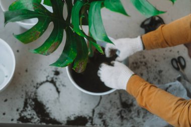 Eldivenli bir adamın, bir ev bitkisi olan Monstera 'yı yeni bir çömleğe yerleştirmesinin en iyi görüntüsü. Taze toprağı gübreyle doldurdu ve elleriyle bastırdı. Çevre dostu hobi. Dünya Günü.