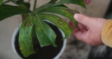 Hasta bir bitkiyi inceleyen bir adamın yakın çekimi, Canavar. Yaprakların kahverengi noktaları var, sorunlar var. Bitkiyle ilgileniyor ve toprağı gübreleyip yeniden ekiyor. Botanikçi hobisi.