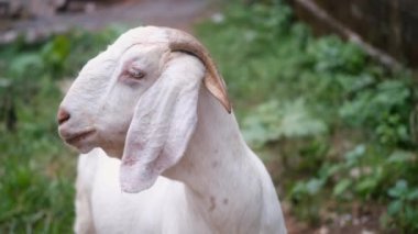 Bir köyde duran ve kayaların yanında taze ot çiğneyen beyaz bir keçinin portresi. Keçinin sarkık kulakları ve sevimli bir yüzü var. Süt veren çiftlikteki keçi. Yürüyüşe çıkmış çiftlik hayvanları..
