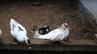 A cage on a rural farm where ducks and geese are kept. Ducks sit on a perch near a water tank and drink water. Breeding poultry on a ranch in a rural area. Farming.