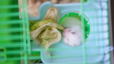 Küçük beyaz bir hamsterın yeşil marul yaprağını yediği bir kafesin üst görüntüsü. Yanaklarını yiyecekle dolduruyor ve çok komik görünüyor. Sevimli küçük bir hayvan.