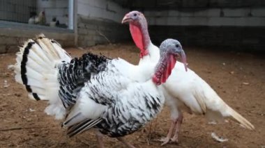 Çiftlikteki iki hindiye yaklaşıp ağılın etrafında dolanıp yem yiyorlar. Şükran Günü için geleneksel festival kuşları. Evcil çiftlik kuşlarını beslemek. Tarım arazisi, çiftlik..