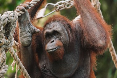 Yetişkin bir orangutanın yakın plan portresi. Hayvanat bahçesindeki iplerden sarkan turuncu kürklü ve şakacı bir şekilde kameraya bakıyor. Primat nesli tükenmekte olan, korunan bir tür..