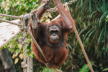 Yetişkin Sumatra Orangutanı, arka planda yemyeşil yemyeşil yemyeşil, hayvanat bahçesinde turuncu kürklü iplerle asılı. Primatlar, nesli tükenmekte olan, korunan türler. Ekoloji ve zooloji.