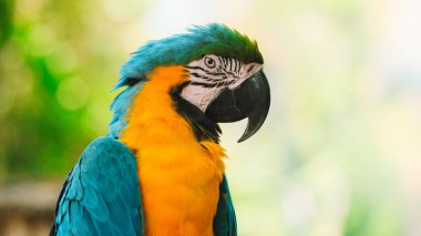 Mavi ve sarı bir papağanın portresi ahşap bir levrek üzerinde yemyeşil bir tropikal bahçeye karşı oturuyordu. Hayvanat bahçesindeki egzotik bir kuş kameraya bakıyor. Kuş izleme.