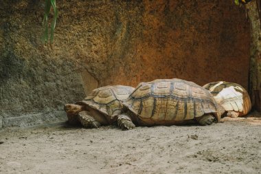 Hayvanat bahçesindeki bir kayanın yanında orta boy kaplumbağa resmi. Sert kabuklu yaşlı kaplumbağalar teraryumda yavaşça sürünüyorlar. Zooloji ve biyoloji.