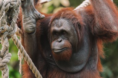 Yetişkin bir Sumatra Orangutan 'ın portresi. Hayvanat bahçesinde ipe asılmış turuncu kürklü. Primat nesli tükenmekte olan, korunan bir tür. Ekoloji ve zooloji. Kırmızı Kitap hayvanları