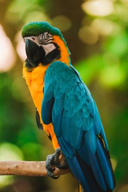 Mavi ve sarı bir papağanın dikey portresi, yemyeşil bir tropikal bahçeye karşı ahşap bir levrek üzerinde oturuyor. Hayvanat bahçesindeki egzotik bir kuş kameraya bakıyor. Kuş izleme.