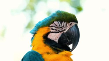 Mavi ve sarı papağan portresi yemyeşil tropikal bahçede oturuyor. Kafasını ve gözünü kapat. Renkli tüyler. Hayvanat bahçesindeki egzotik kuş tam önümüze bakıyor. Kuş izleme.