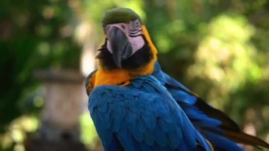 Mavi ve sarı bir papağan portresi hayvanat bahçesinde yeşil bir tropikal bahçede dans ediyor. Başını sağa sola hareket ettiriyor ve el sallıyor. Komik ve neşeli bir papağan. Kuş izleme.