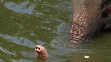 Büyük, gri bir Hint filinin gövdesi dışarıda, suya batmış bir şekilde yürümesini. Komik fil kendini yıkıyor ve kulaklarını oynatıyor. Hayvanat bahçesinde fil gezisi.