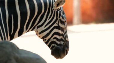 Hayvanat bahçesindeki üzgün zebranın portresini yakından çek. Savannah 'yı taklit eden ve üzgün bir şekilde bakan bir çevrenin içinde duruyor. Nadir bulunan memelilerin kurtarılması ve korunması. Hayvan koruması..