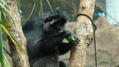 Javan Ebony Langur 'un portresi hayvanat bahçesindeki bir ağaçta oturmuş etrafa bakarken sulu yeşil bir yaprak yiyor. Langurs 'un yüzünün yakın portresi. Nesli tükenmekte olan hayvan türleri. Maymun yiyor..