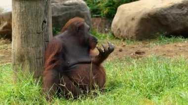 Bir orangutanın portresi çimlerin üzerinde oturuyor ve avucundaki çiğnenmiş bir yaprağı yiyor ve parmaklarını yalıyor. Hayvanat bahçesindeki akıllı orangutan. Primatların davranışlarını inceliyorum. Nesli tükenmekte olan nadir hayvan türleri.