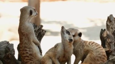 Mirket ailesinden bir aile, bir kütüğün yanında arka ayakları üzerinde dikiliyor, dikkatle uzaklığa bakıyor ve başlarını çeviriyor. Uyanık küçük hayvanlar yırtıcılardan korkar. Hayvanat bahçesindeki Savannah.