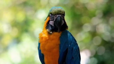 Mavi ve sarı bir papağan portresi, yemyeşil bir tropikal bahçeye karşı ahşap bir levrek üzerinde oturuyor. Hayvanat bahçesindeki egzotik bir kuş kameraya bakıyor. Kuş izleme.