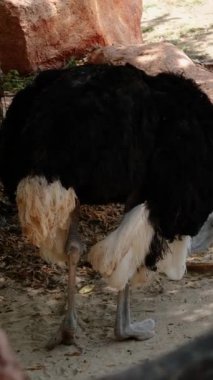 Hayvanat bahçesindeki savana ikliminde kuru toprakta duran devekuşunun devasa ve uzun bacakları. Siyah beyaz tüylü, bembeyaz bir vücut. Ayrıntılar kapat.