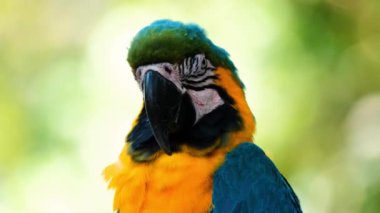 Mavi ve sarı papağan portresi yemyeşil tropikal bahçede oturuyor. Kafasını ve gözünü kapat. Renkli tüyler. Hayvanat bahçesindeki egzotik kuş tam önümüze bakıyor. Kuş izleme.