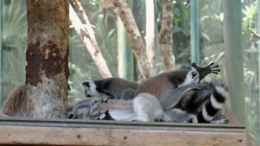 Yüzük kuyruklu bir lemurlar ailesi hayvanat bahçesindeki ahşap bir levrekte dinleniyor. Uzanırlar ve yavru bir lemur atlayıp yakınlarda koşar. Turuncu gözlü şirin bir lemur..