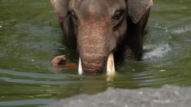 Büyük, gri bir Hint filinin gövdesi dışarıda, suya batmış bir şekilde yürümesini. Komik fil kendini yıkıyor ve kulaklarını oynatıyor. Hayvanat bahçesinde fil gezisi.