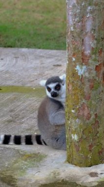Yetişkin halkası kuyruklu lemur yerde oturur ve etrafına bakar. Ağaçların yanındaki çimlerin üzerindeki tropikal bir hayvanat bahçesinde uzun kuyruklu şirin, tüylü bir lemur. Zooloji ve çeşitlilik.
