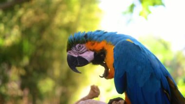 Hayvanat bahçesinde yeşil tropikal bahçede oturan mavi ve sarı papağan portresi. Pençeleri ve tüyleri olan tüyleri tırmalıyor. Kuş hijyeni ve bakımı. Kuş izleme.