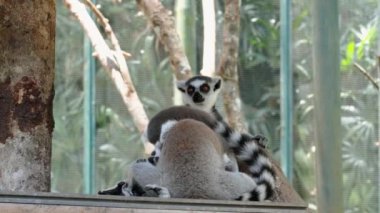 Yüzük kuyruklu bir lemurlar ailesi hayvanat bahçesindeki ahşap bir levrekte dinleniyor. Uzanırlar ve yavru bir lemur atlayıp yakınlarda koşar. Turuncu gözlü şirin bir lemur..