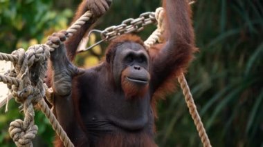 Yetişkin bir Sumatra Orangutan 'ın portresi. Hayvanat bahçesinde ipe asılmış turuncu kürklü. Primat nesli tükenmekte olan, korunan bir tür. Ekoloji ve zooloji. Kırmızı Kitap hayvanları