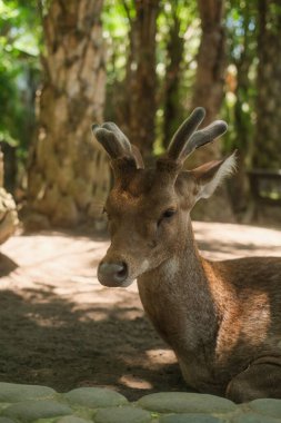 Sambar geyiğinin tropikal iklimdeki bir parkta yatan portresi. Hayvanat bahçesinde dinlenen küçük boynuzları olan güzel kahverengi geyik. Vahşi yaşam koruması.