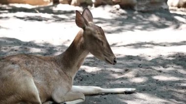 Pençelerini öne uzatmış bir şekilde bir açıklıkta uzanan ve başı aşağıda güneşlenerek uyuyan bir Sambar geyiğinin portresi. Deer Park, özgürce dolaştıkları yer.