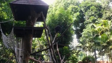 Siamang Gibbon 'ın hayvanat bahçesindeki bir evin yanındaki ağaçta oturup bakışlarını kaçırması. Yakınlarda yeşil, yemyeşil yapraklar var. Nesli tükenmekte olan türler bir sığınakta korunuyor..