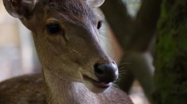 Sambar geyiğinin yaprakları çiğneyen ve ağzı açık bir şekilde kemiren portresini yakından çek. Hayvanat bahçesinde geyiklerin özgürce dolaştığı kahverengi tüylü geyiğin komik ve sevimli yüzü.