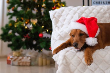 Golden Retriever köpeği oturma odasındaki kanepede Noel Baba şapkası takıyor. Arka planda ışıklar ve oyuncaklarla süslenmiş bir Noel ağacı var ve yanında 