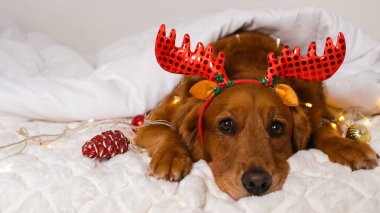 Beyaz bir battaniyenin altında boynuz bandıyla, üzerinde Golden Retriever köpeği olan bir pankart. Noel oyuncakları ve ışıklar yakında. Köpek yılbaşı koşuşturmasından yorgun düşer..