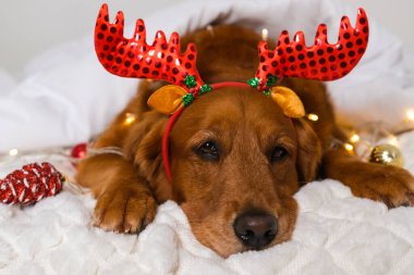 Beyaz bir battaniyenin altında boynuz bandıyla yatan Golden Retriever köpeğinin portresi. Noel oyuncakları ve ışıklar yakında. Köpek yılbaşı koşuşturmasından yorgun düşer..