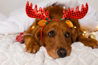 Beyaz bir battaniyenin altında boynuz bandıyla yatan Golden Retriever köpeğinin portresi. Noel oyuncakları ve ışıklar yakında. Köpek yılbaşı koşuşturmasından yorgun düşer..