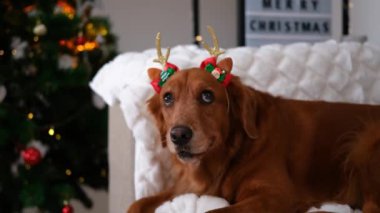 Golden Retriever köpeğinin portresi beyaz battaniyedeki kanepede, arka plandaki ışıklı ve süslemeli ren geyiği boynuzu bandıyla yatar. Yakında Mutlu Noeller yazan bir tabela..