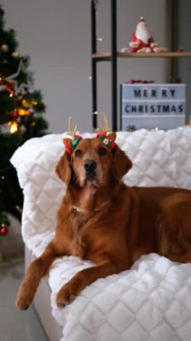 Golden retriever köpeği beyaz kabarık battaniyenin üzerindeki koltukta yatar ve arka planda yılbaşı ağacının ışıkları ve süslemeleri ile ren geyiği boynuzu bandı takar. Yakında Mutlu Noeller yazan bir tabela..