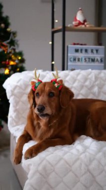 Golden Retriever köpeğinin portresi beyaz battaniyedeki kanepede, arka plandaki ışıklı ve süslemeli ren geyiği boynuzu bandıyla yatar. Yakında Mutlu Noeller yazan bir tabela..