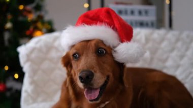 Golden Retriever köpeğinin portresi kanepenin üzerinde Noel Baba şapkası takıyor. Arka planda ışıklar ve oyuncaklarla süslenmiş bir Noel ağacı var ve yanında 