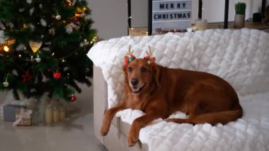 Golden retriever köpeği beyaz kabarık battaniyenin üzerindeki koltukta yatar ve arka planda yılbaşı ağacının ışıkları ve süslemeleri ile ren geyiği boynuzu bandı takar. Yakında Mutlu Noeller yazan bir tabela..