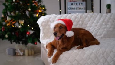 Golden Retriever köpeğinin portresi kanepenin üzerinde Noel Baba şapkası takıyor. Arka planda ışıklar ve oyuncaklarla süslenmiş bir Noel ağacı var ve yanında 