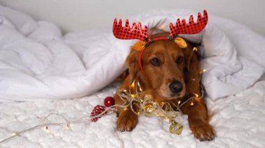 Golden Retriever köpeği beyaz bir battaniyenin üzerinde yatıyordu. Kafasında geyik boynuzları olan bir saç bandı vardı ve Noel ışıkları yakınlardaydı. Köpek yorgun ve o uyurken esniyor..