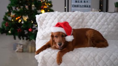 Golden Retriever köpeği oturma odasındaki kanepede Noel Baba şapkası takıyor. Arka planda ışıklar ve oyuncaklarla süslenmiş bir Noel ağacı var ve yanında 