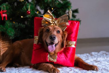 Golden retriever, Noel ağacının altında yatar, kafasında kırmızı hediye kutusu şeklinde bir şapka ve kafasında da altın bir fiyonk vardır. Tatil için komik bir hediye. Yeni yıl için en iyi hediye..