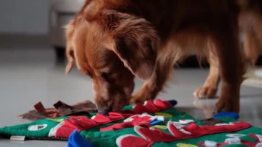 Bir Golden Retriever, süslemeli Noel ağacı şeklindeki bir paspasın üzerinde yerde yatıyor. Paspas ceplerinde köpeğin aradığı hediyeler var. O, oyuncağı dikkatlice koklar. Köpek için bir hediye..
