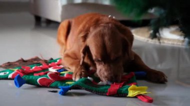 Bir Golden Retriever, süslemeli Noel ağacı şeklindeki bir paspasın üzerinde yerde yatıyor. Paspas ceplerinde köpeğin aradığı hediyeler var. O, oyuncağı dikkatlice koklar. Köpek için bir hediye..